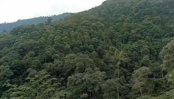 The lush nature is lush with beautiful greenery photo
