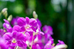 close up highlight beautiful purple orchid in the garden. photo