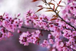 Wild Himalayan Cherry or Prenus Cerasoides, call Nang Phaya Suar Klong tree the pink flower blossom full bloom on all of the tree look like a sakura., Thailand. photo