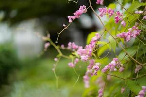 pink flower ivy in the morning with a little bees in flower, blur background. photo