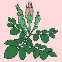 Rose branch, pink rosehip with buds and green leaves on a light pink background, drawing with one line, vector illustration, design element