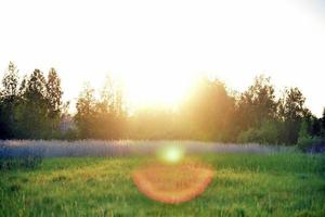 Sunny illumination on the background of a field with green grass in the evening photo