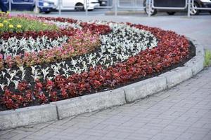 A large round flowerbed with flowers in the park photo