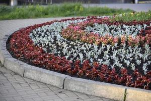 A large round flowerbed with flowers in the park photo