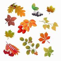 set of autumn foliage and fruits vector