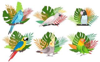 cute cartoon parrots illustrations vector