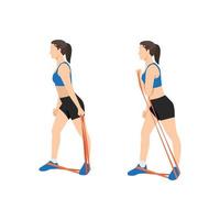 Woman doing Bicep side pull with long resistance band exercise. Flat vector illustration isolated on white background