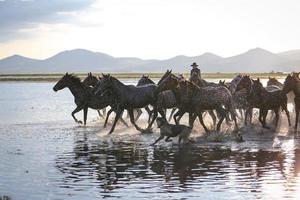 Yilki Horses Running in Water, Kayseri, Turkey photo