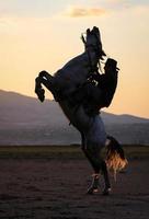 Horse Rearing in Field Kayseri, Turkey photo