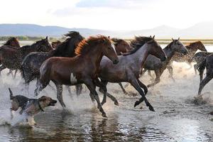 caballos yilki corriendo en el agua, kayseri, turquía foto