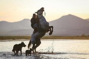 Horse Rearing in Water, Kayseri, Turkey photo