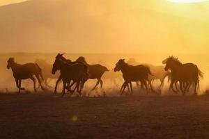 caballos yilki corriendo en el campo, kayseri, turquía foto