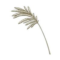 Hand drawn pampas grass isolated on white background. Vector illustration in sketch style