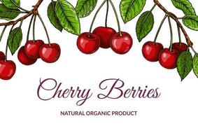 Colorful horizontal cherry design. Vector illustration in colored sketch style