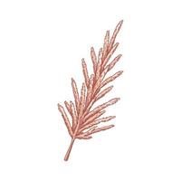 Hand drawn pampas grass isolated on white background. Vector illustration in sketch style