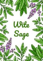 Colorful sage design with green leaves and flowers. Vector illustration in colored sketch style