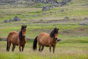 Scandinavian horses graze in Icelandic nature 2 photo