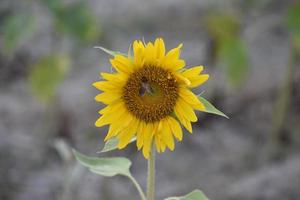 sunflower with insect photo