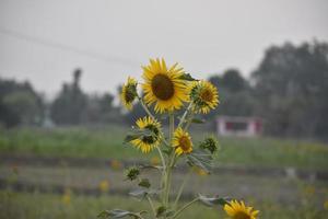 beautiful sunflower pic photo