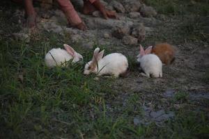 rabbits play in ground photo