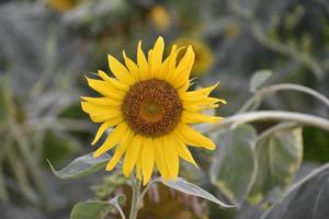 beautiful fresh sunflower photo