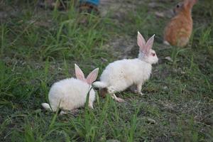 two white rabbits play in field photo