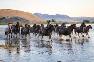 Yilki Horses Running in Water, Kayseri, Turkey photo