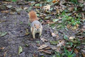 Squirrel posing in forest photo
