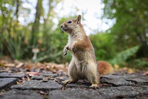 Squirrel posing in forest photo