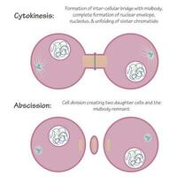 Vector graphic cytokinesis phase of mitosis