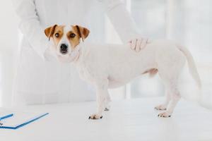 Cropped image of professional vet doctor examines sick pedigree dog in clinic, pose near white table with clipboard for writing notes. Animal medical examination, checkup and treatment concept photo