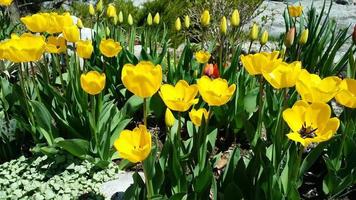 gele tulpen in de tuin met wind. video