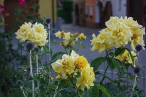 Eibelstadt village in Germany photo