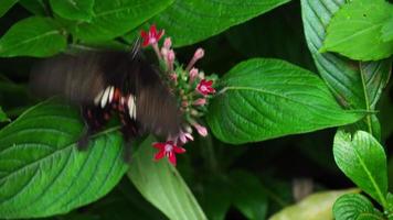 vlinder gewone mormoon, papilio polytes, op bloemen video