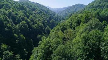 foresta con fitta struttura ad albero. paesaggio di una fitta valle forestale ricoperta di alberi verdi. video