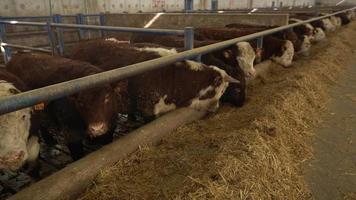 Meat farm, herd of cattle. Simmental cattle eat feed. Cattle breeding. video