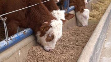 kalvfoder, kalvar som konsumerar kalvfoder. i den öppna gödningsgården äter simentalkalvar kalvfoder. video