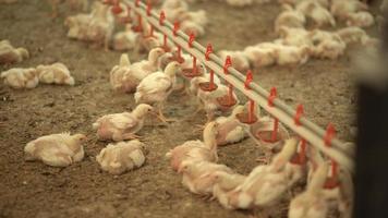 kycklinguppfödning, kycklingar. utfodring och dricksvatten av gödningskycklingar. video