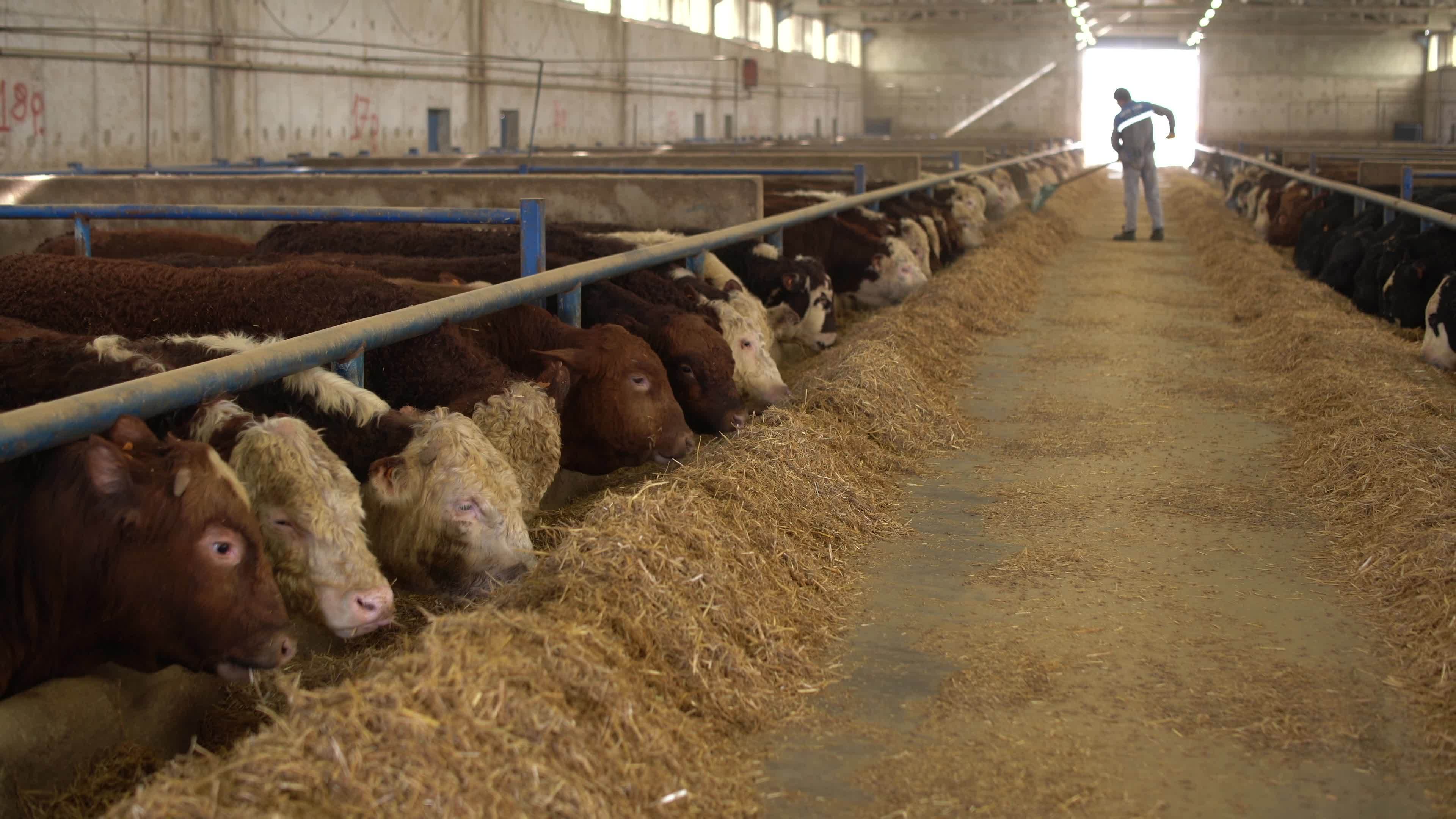 Image of cattle eating forage at the fattening farm. The farmer works