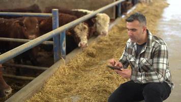 fazenda de gado moderna e agricultor moderno. o fazendeiro examina o gado no celeiro. ele grava seus brincos no tablet em sua mão. mantém um arquivo digital e registros.