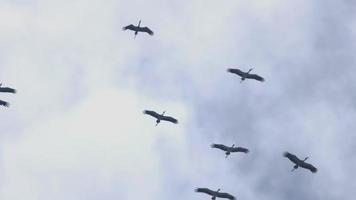 troupeau de bec ouvert asiatique -anastomus oscitans- volant au-dessus dans le ciel bleu pendant la saison de migration sur l'île de phuket, en thaïlande. video