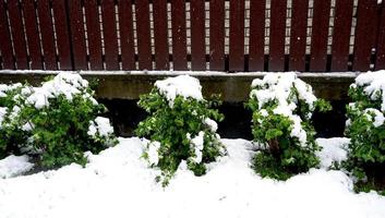 plant fence and snow on snowy day photo