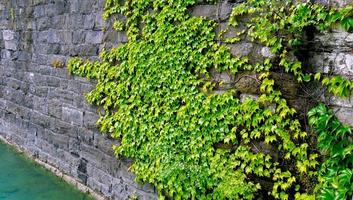 planta verde sobre panel de piedra horizontal foto