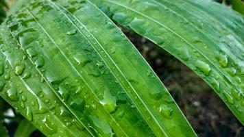 enfoque selectivo de la superficie de las hojas de palmera con gotas de agua por la mañana. fotografía macro de gotas de agua. hermosa gota grande de rocío matutino en la naturaleza. foto