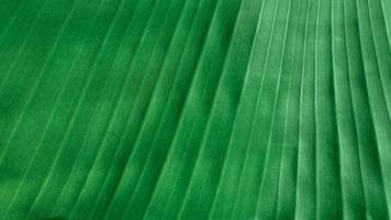 Natural green abstract texture and background made of banana leaf surface with many line photo