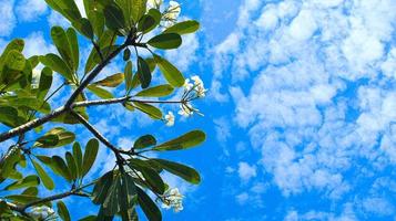 diseño de paisaje creativo con espacio vacío hecho de flores frangipani con hojas verdes y cielo azul foto