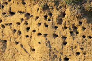 Swallows' nests in the sheer mountain photo