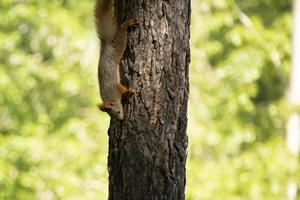 a squirrel sits on a tree in summer photo