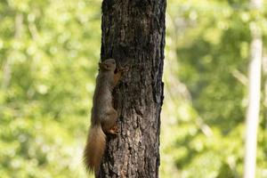 a squirrel sits on a tree in summer photo