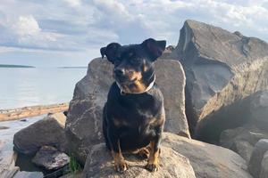 a small black dog on the rocks by the sea photo